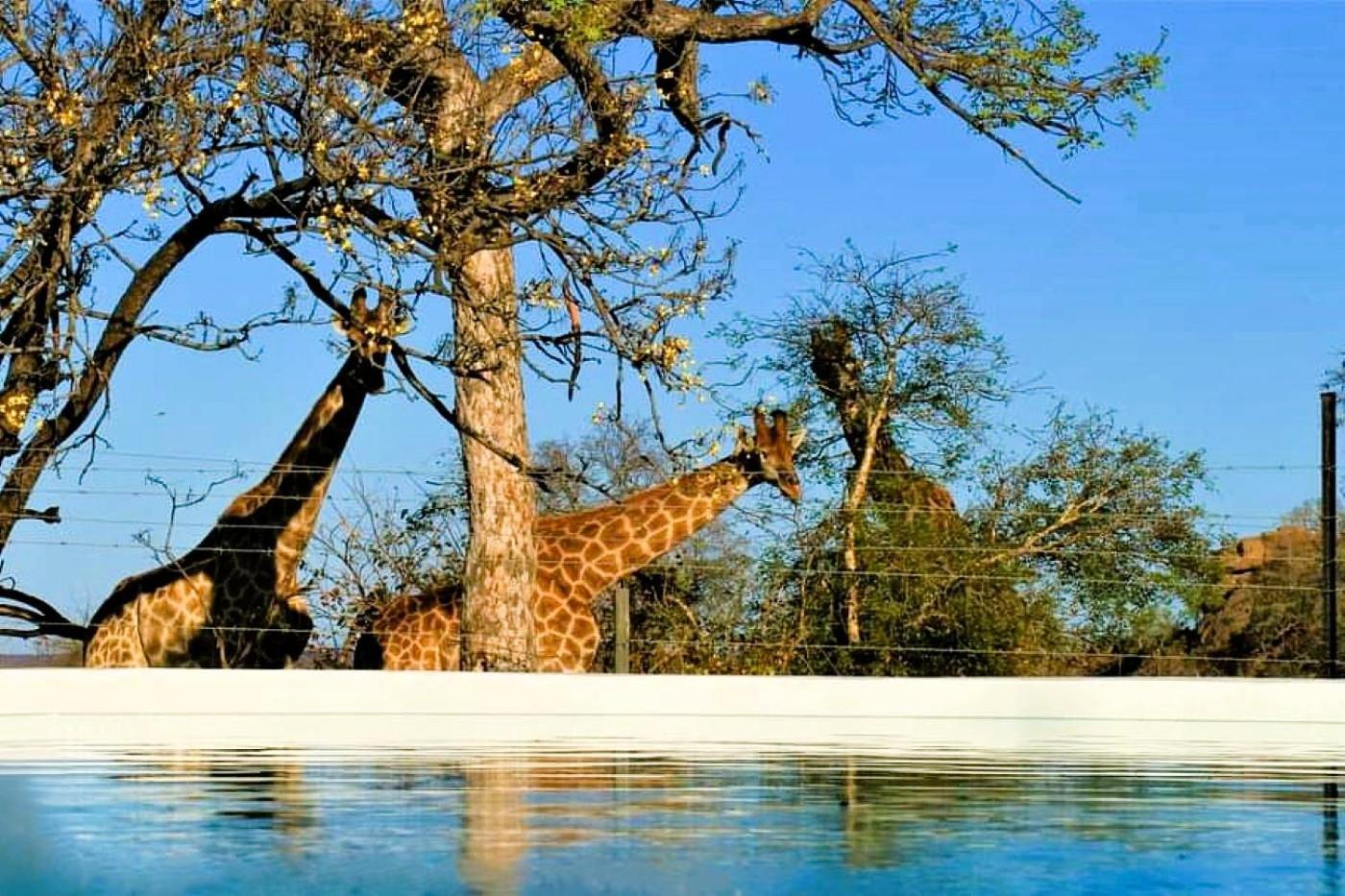 Ngalali Retreat Hotel Grietjie Game Reserve Luaran gambar