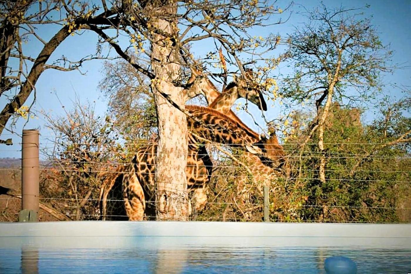 Ngalali Retreat Hotel Grietjie Game Reserve Luaran gambar